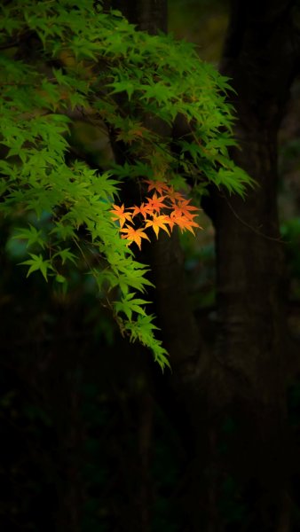 89592B6F-C2EF-4D55-92D1-FB88F0383B17.jpeg